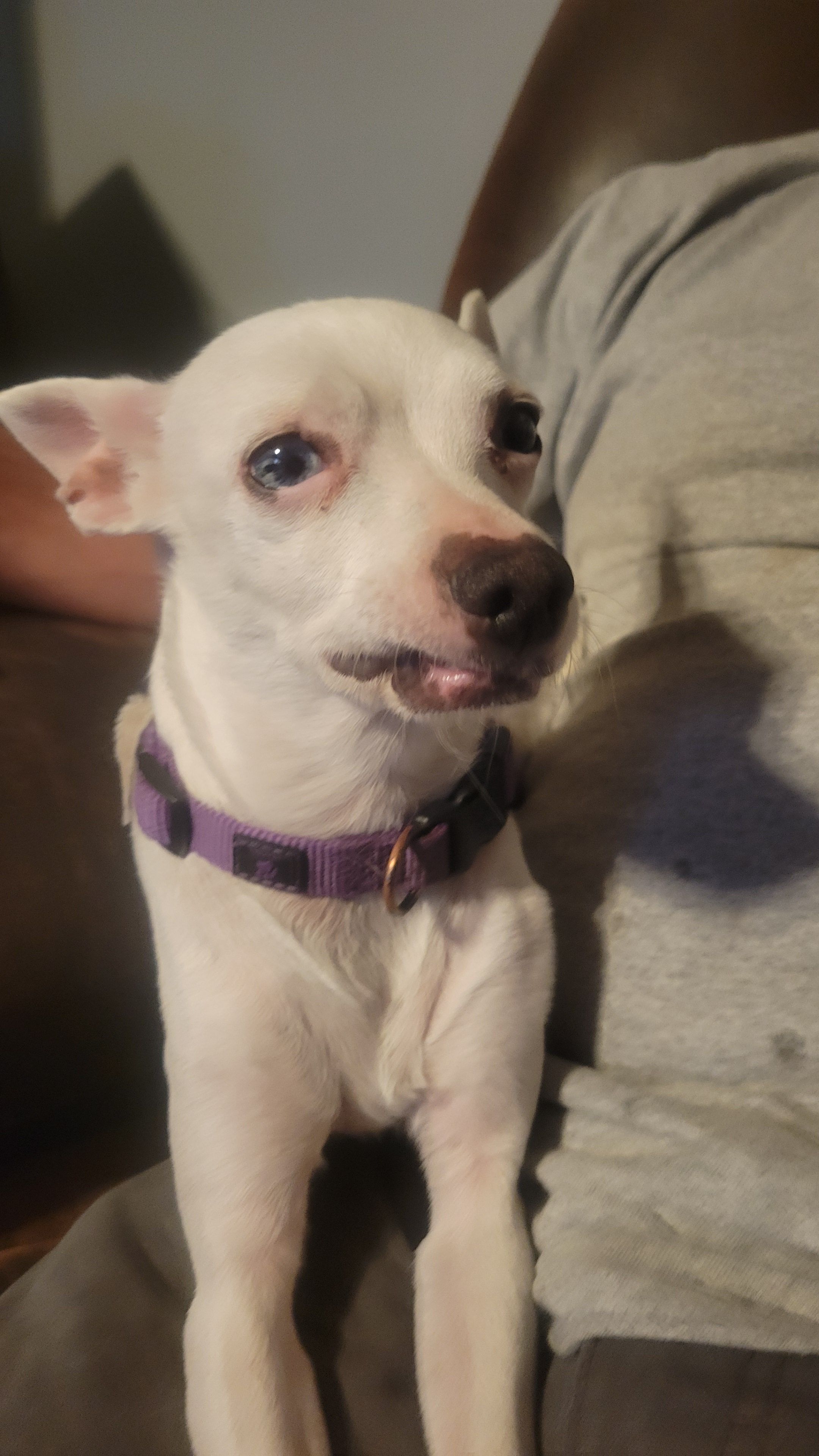 lost dog named NA